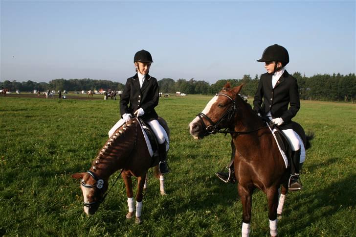 Welsh Pony af Cob-type (sec C) Fanny  (SOLGT) - Fanny og hendes bedste ven Smila billede 16