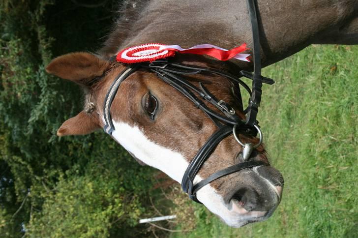 Welsh Pony af Cob-type (sec C) Fanny  (SOLGT) - Vorbasse rideklub billede 18