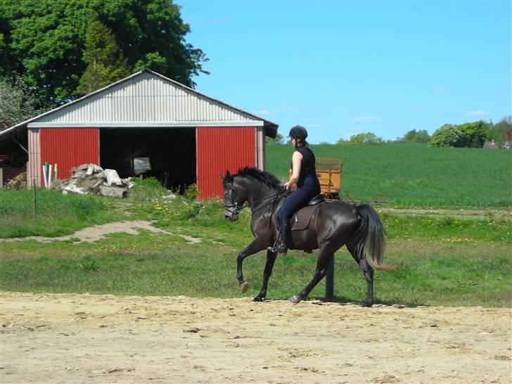 Anden særlig race Soleo (Solgt) - D. 12/5-09 billede 8