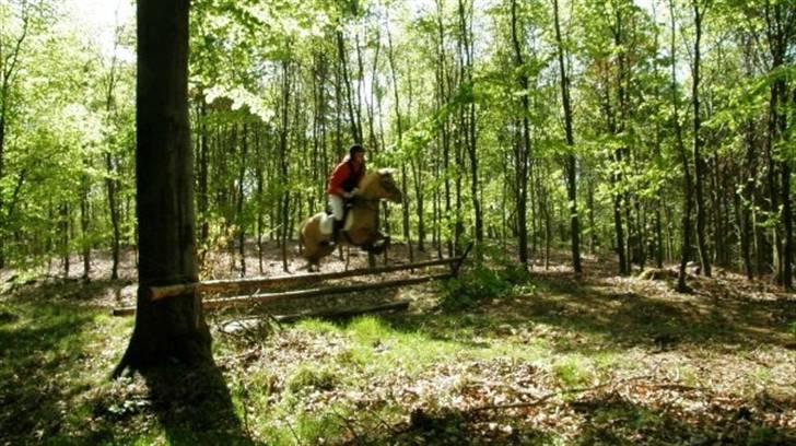 Anden særlig race Perle billede 20