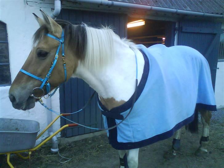 Anden særlig race Victoria <3 R.I.P <3 :'( Savner dig :'( <3 - Hun er så flot i blå<3 billede 9