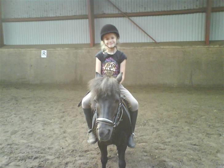 Shetlænder King Kong <3 - Mig & King Kong i ridehuset :b billede 13