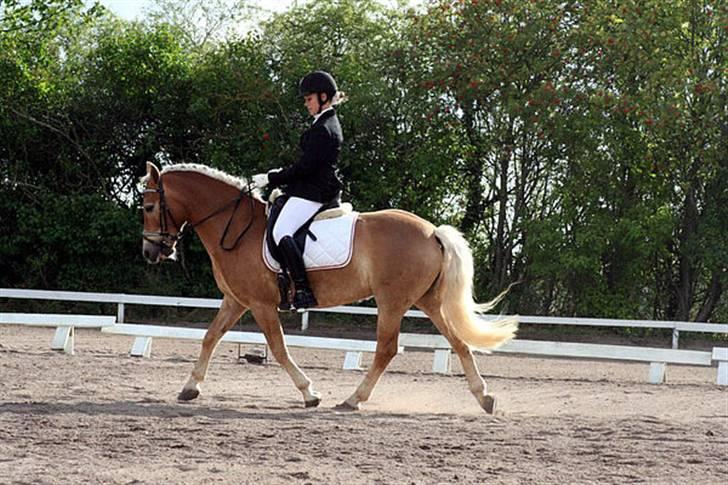 Haflinger Aphrodite Vant Tempelshof - Billed 3: Fordi Sammen kan vi klare alt !| Foto: Mie© billede 3