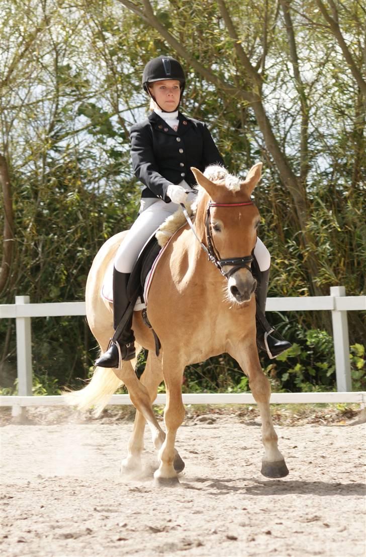 Haflinger Aphrodite Vant Tempelshof - Billed 5: Fordi du gør alt for rytteren | FUGL 2009 | Foto: Mor© billede 5