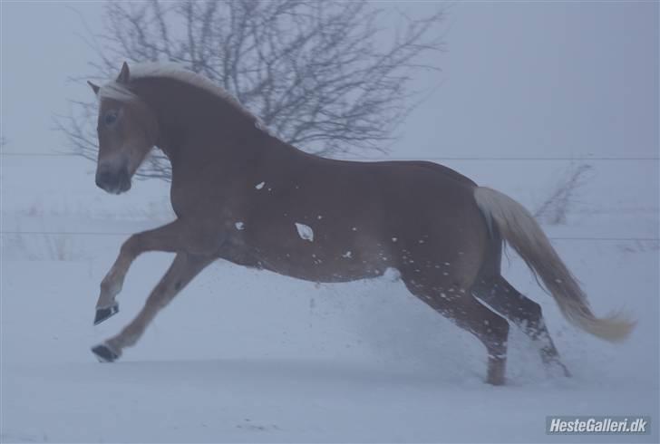 Haflinger Aphrodite Vant Tempelshof - Billed 8: Fordi du er lækker! | Foto: Fie, med mit kamera © billede 8