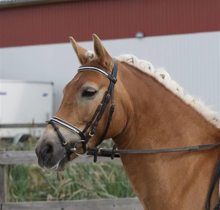 Haflinger Aphrodite Vant Tempelshof - Billed 10: Fordi du er fotogen | Foto: Mor  © billede 10