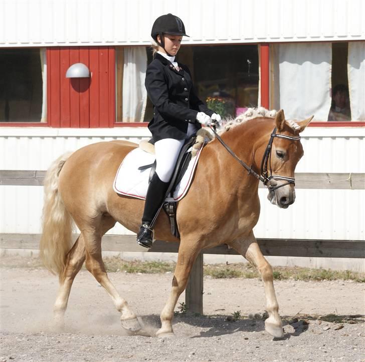 Haflinger Aphrodite Vant Tempelshof - Billed 11: Fordi du gør det de andre ikke gør  | Foto: Mor © billede 11