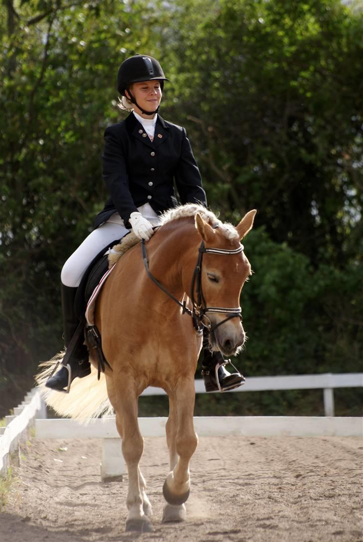 Haflinger Aphrodite Vant Tempelshof - Billed 12: Fordi det er det vi begge bedste kan lide | Foto: Mor © billede 12