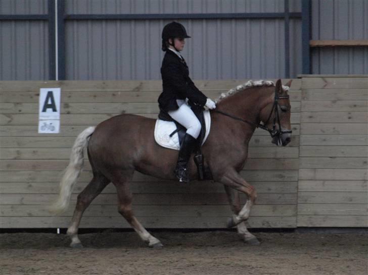 Haflinger Aphrodite Vant Tempelshof - Billed 16: Fordi du tager dig godt ud | Foto: Josefine Madsen © billede 16