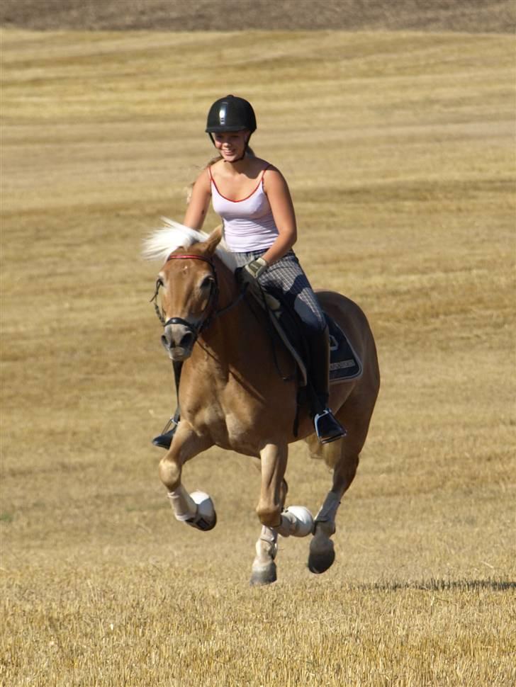 Haflinger Aphrodite Vant Tempelshof - Billed 17: Fordi ikke alt skal være seriøst | Foto: Josefine Madsen© billede 17