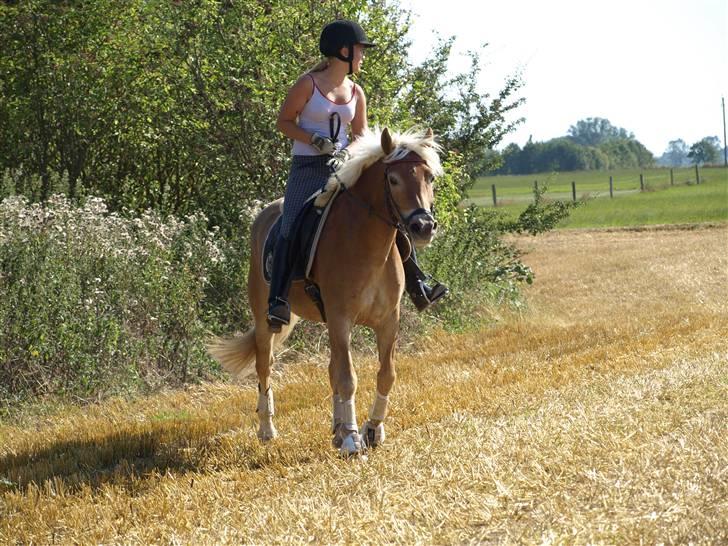 Haflinger Aphrodite Vant Tempelshof - Billed 18: Fordi du g kan se fjollet ud :D | Foto: Josefine Madsen © billede 18