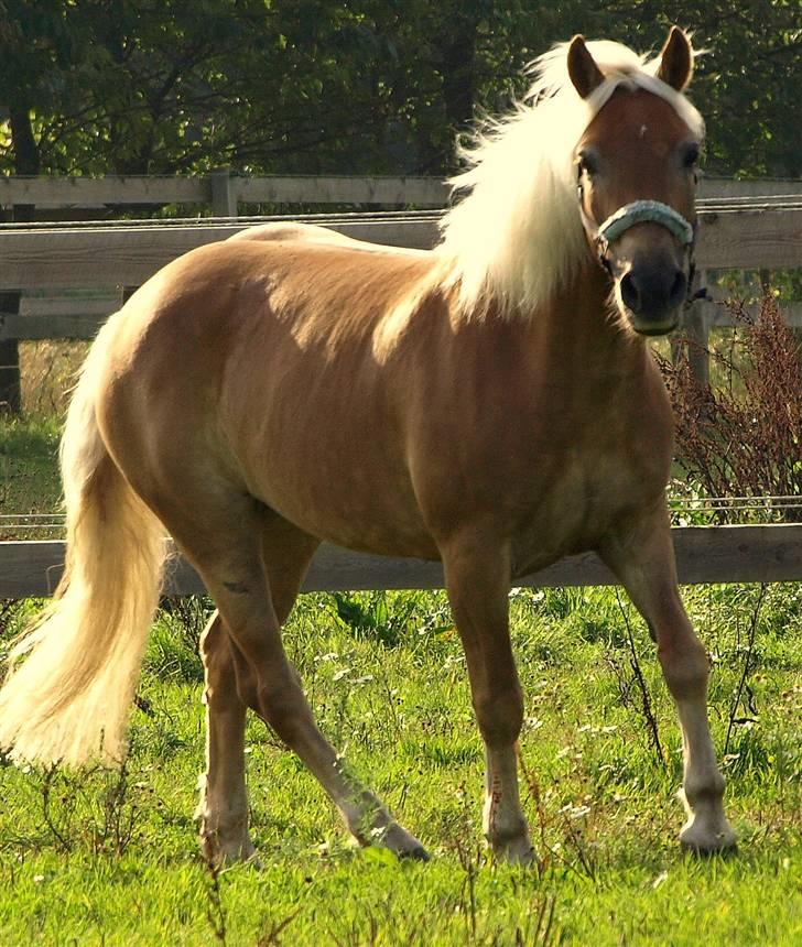 Haflinger Aphrodite Vant Tempelshof - Billed 20: Fordi jeg ELSKER dig ! | Foto: Katja Kruuse Luplau © billede 20