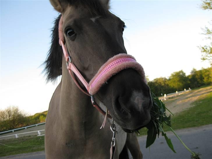 Anden særlig race  Den SmukkesteTanja <'33 - Du er sku så kær min pié.. <3 billede 6