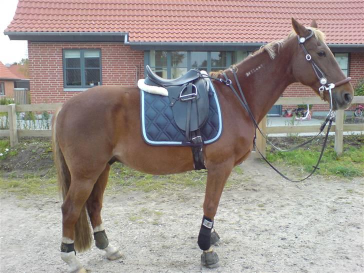 Traver Aka Lendalund billede 5