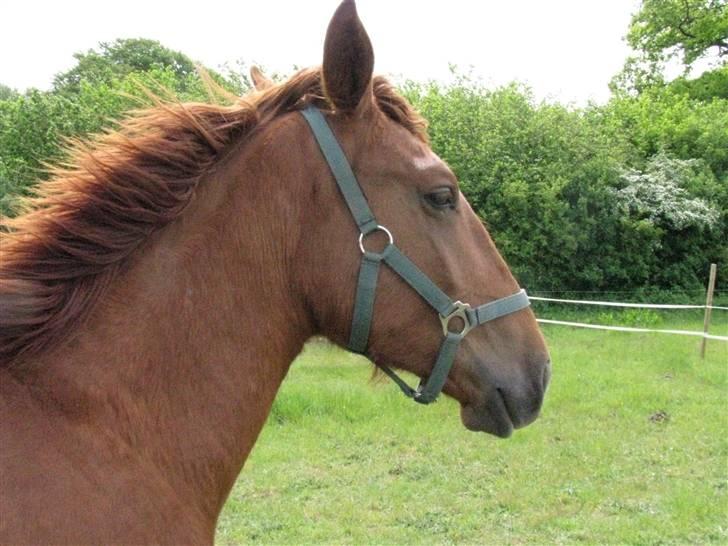 Lusitano Don Cavalo - juli 2009 billede 1