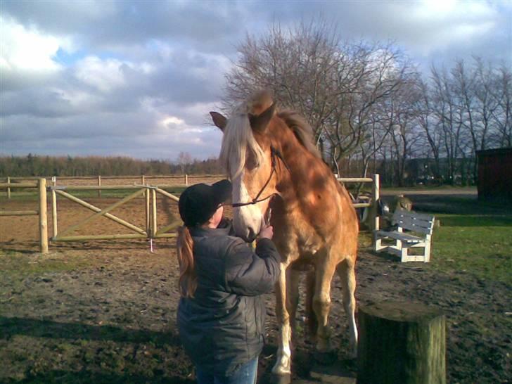 Haflinger Arion - Har lært at stå op på en træstub. billede 17