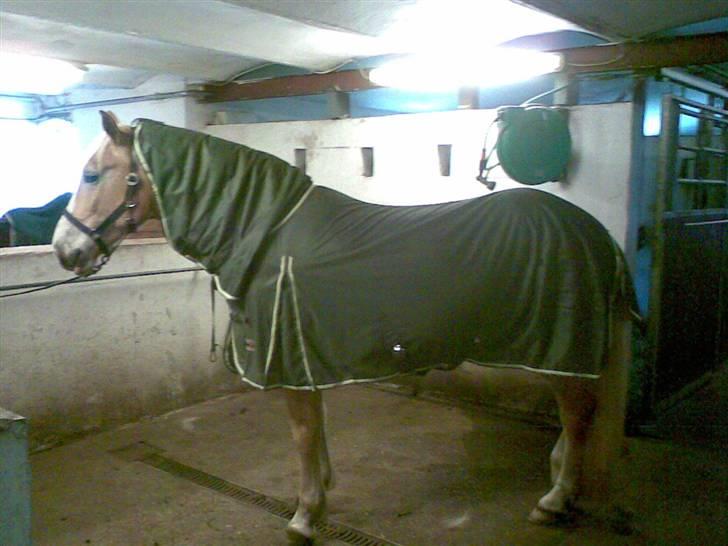Haflinger Arion - Arion med sit sommereksem dækken. billede 19