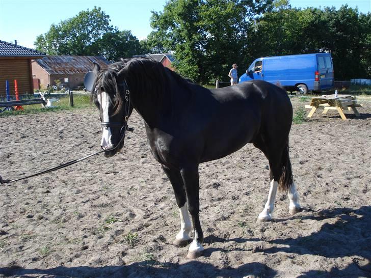 Welsh Cob (sec D) Riverdance (solgt) billede 9