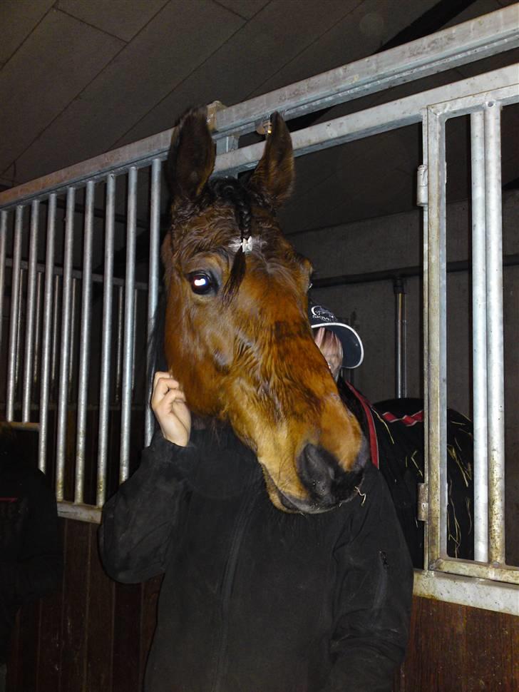 Traver Wondering - Den smukke dreng til hans første rigtige løb med mig, hvor vi kom hjem med lidt håndører... billede 1
