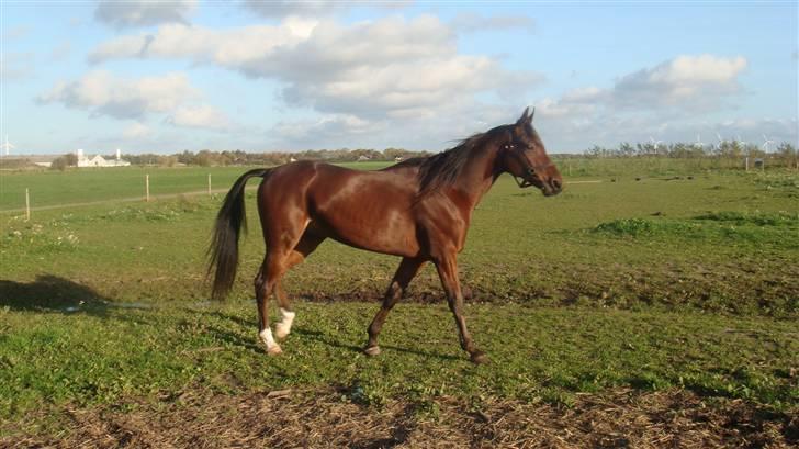 Traver Wondering - Dette billede er tager den dag drengen kom hejm... billede 2