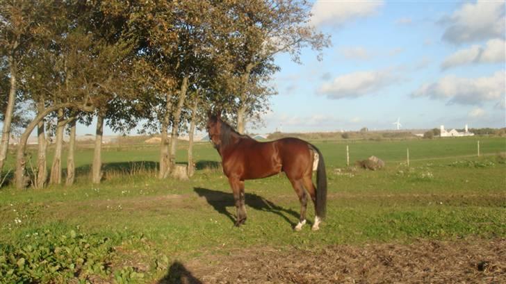 Traver Wondering billede 3