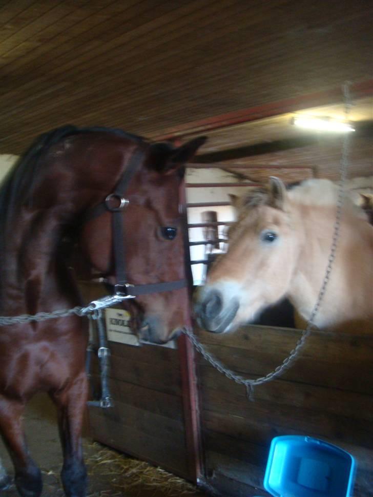 Traver Wondering - Hejsa Knold.... billede 4