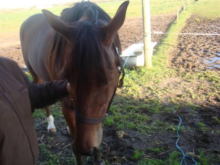 Traver Wondering billede 5