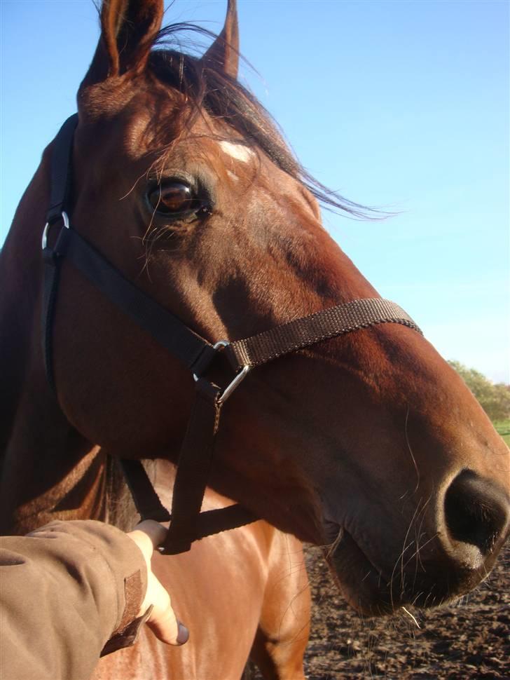 Traver Wondering billede 6