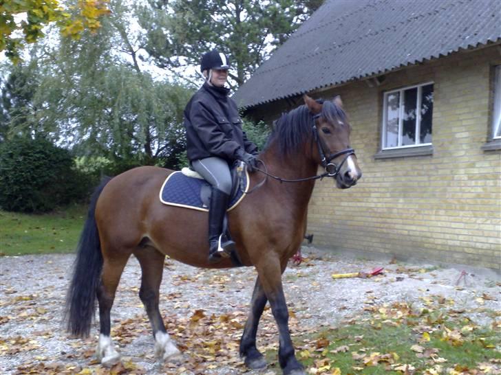 Welsh Cob (sec D) lindberg(den)nellie (os)  billede 18