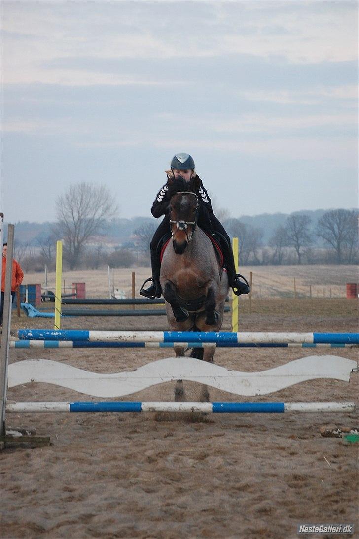 Welsh Partbred (Sec F) Kildegård Laura  - Springtræning hjemme okser billede 5