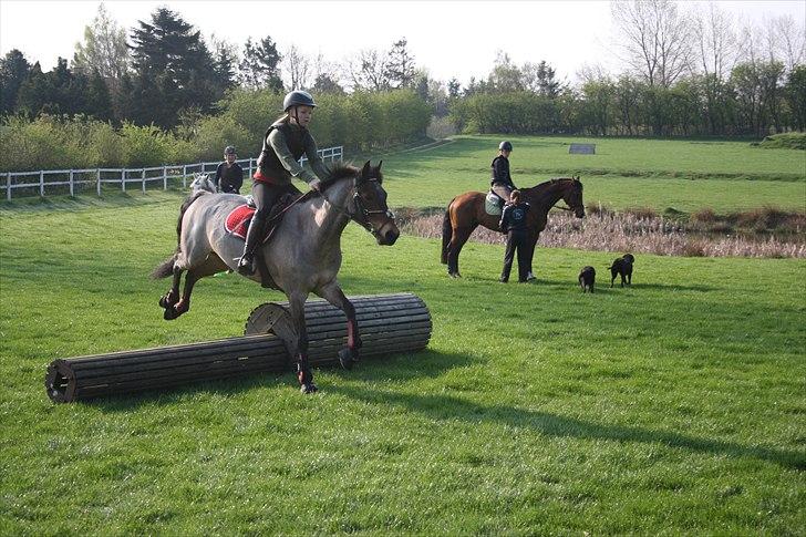 Welsh Partbred (Sec F) Kildegård Laura  - Laura billede 7