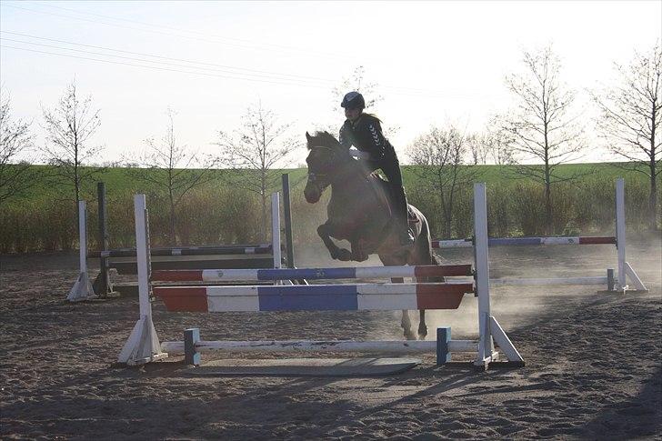 Welsh Partbred (Sec F) Kildegård Laura  billede 9