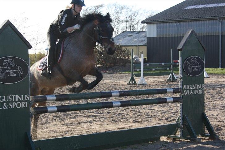 Welsh Partbred (Sec F) Kildegård Laura  billede 11