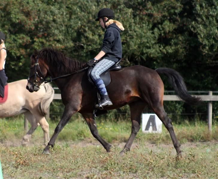 Anden særlig race Søndergårds Stjerne - August 09. Fotograf: Røsle Dyre billede 13