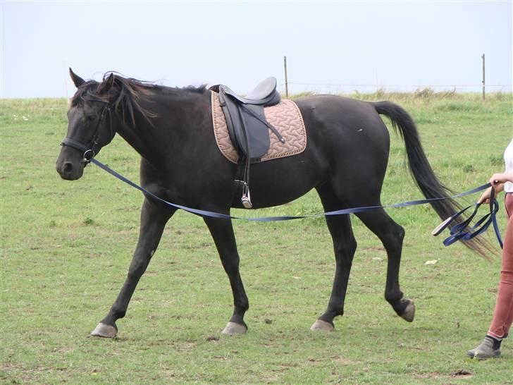 Oldenborg Okholms Makker  - Jeg skal lære at blive longeret! billede 17
