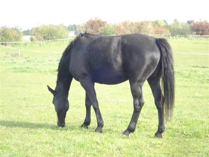 Dansk Varmblod Denise Byttet med frieser billede 8