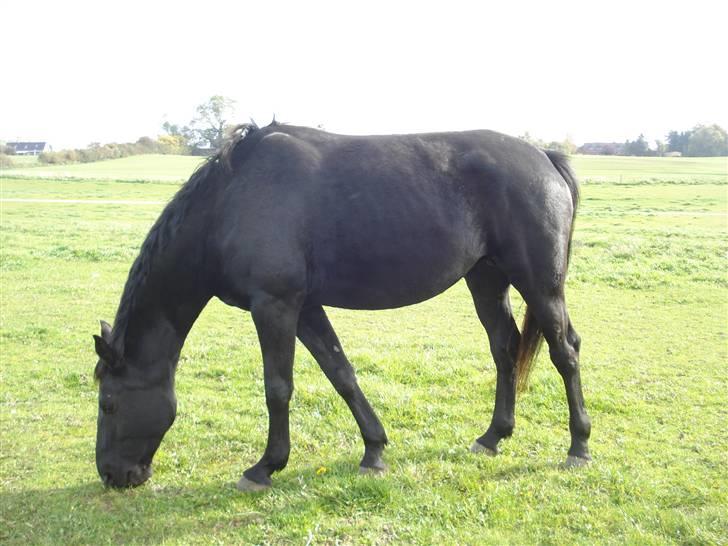 Dansk Varmblod Denise Byttet med frieser billede 9