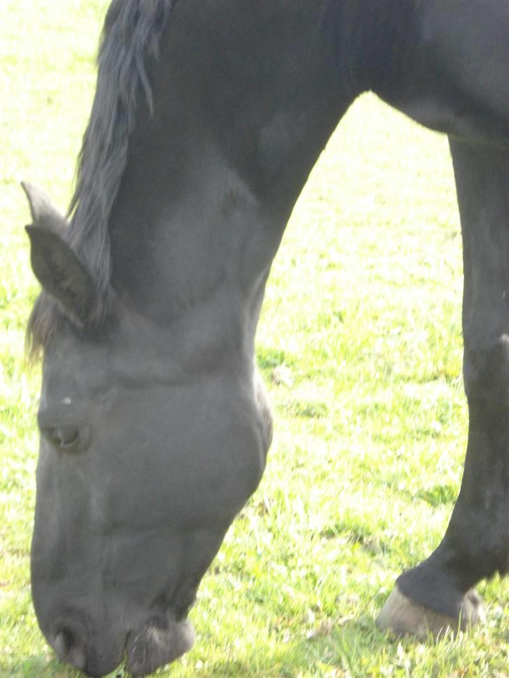 Dansk Varmblod Denise Byttet med frieser billede 10