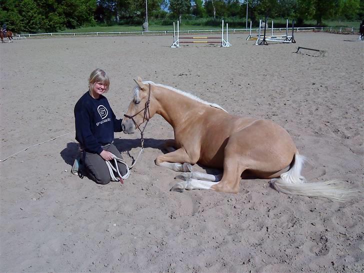 Palomino Lysgaards Dior - Himmelhest <3 billede 7