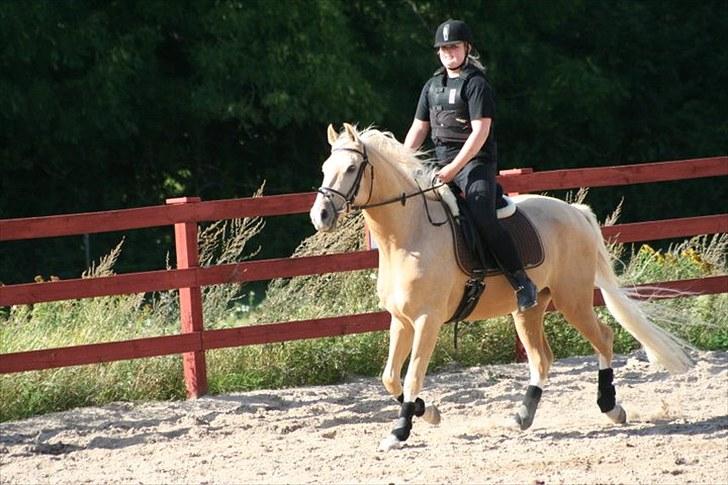 Palomino Lysgaards Dior - Himmelhest <3 billede 11