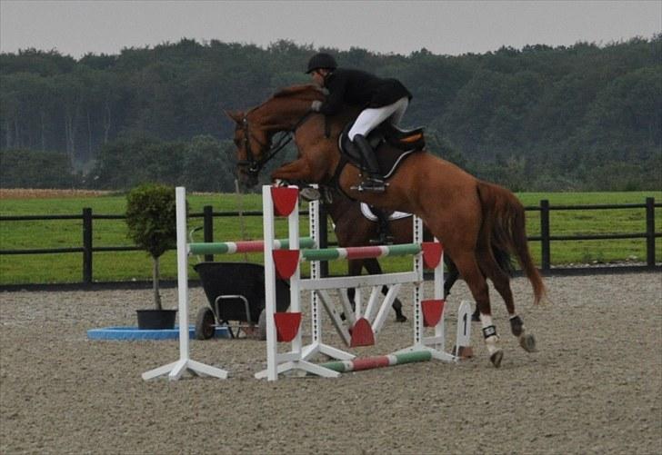 Dansk Varmblod Grube'S Cassione  - Cassie til 5års Championat v. Schou & Skouboe Foto: Isabella Larsen billede 3