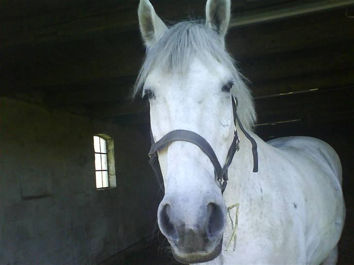 Anden særlig race | Flaks |Soulmate † R.I.P - #3 The first time I falled in love, was shen I looked you in the eyes.<3 Foto: ©Terp billede 3