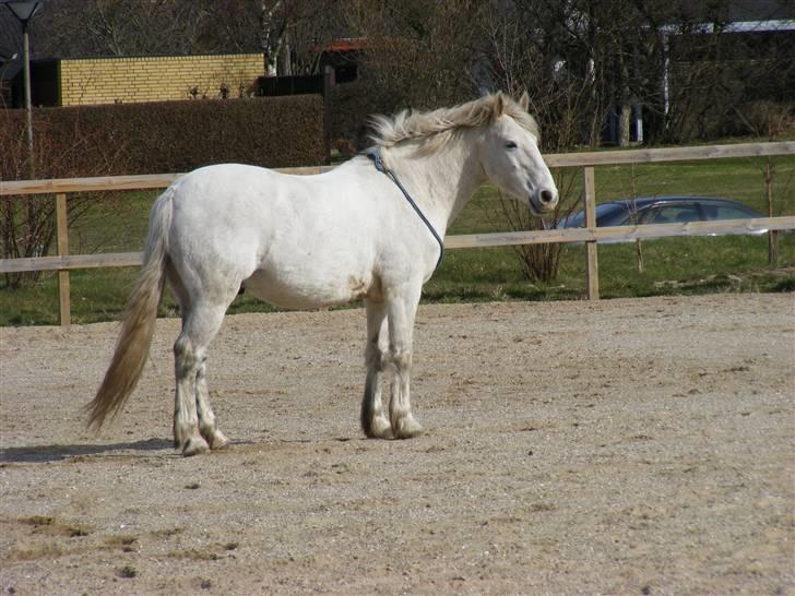 Anden særlig race | Flaks |Soulmate † R.I.P - #4 When you smile, I smile. When you shine, I shining for you<3 |Foto:CNT-Foto billede 4