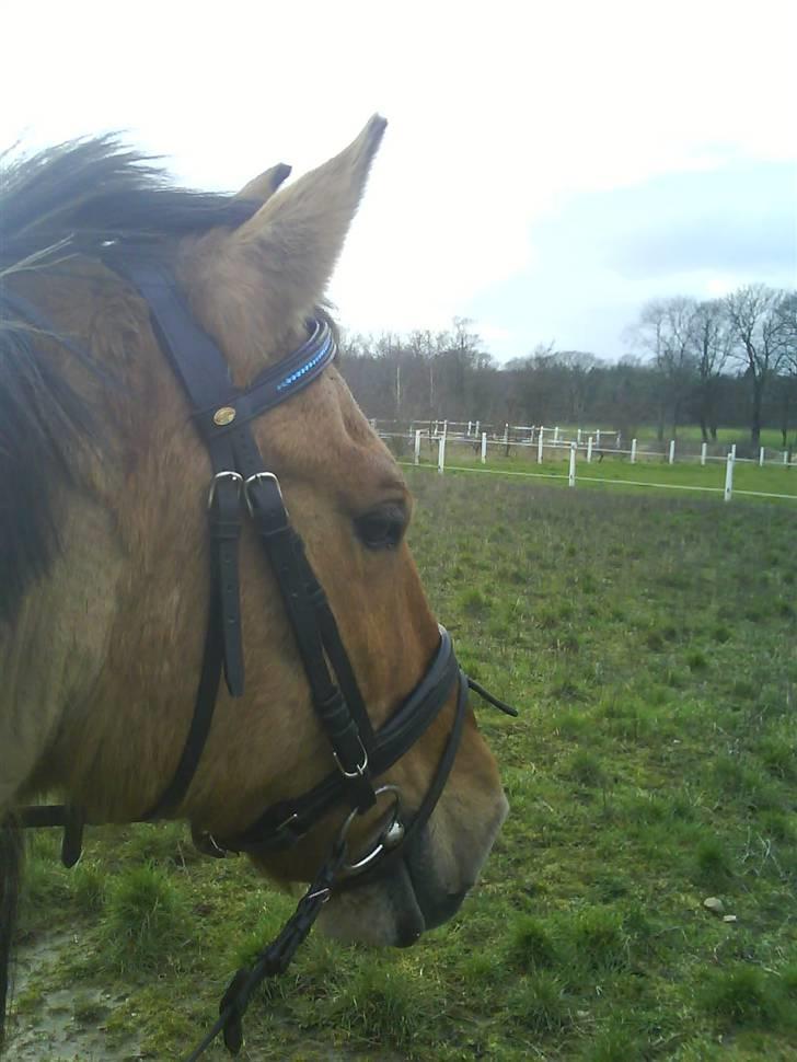 Anden særlig race Max billede 11