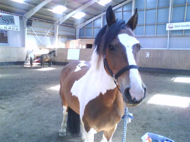 Pinto Shadow billede 18