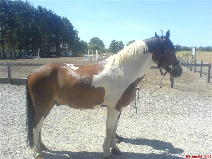 Pinto Shadow billede 19