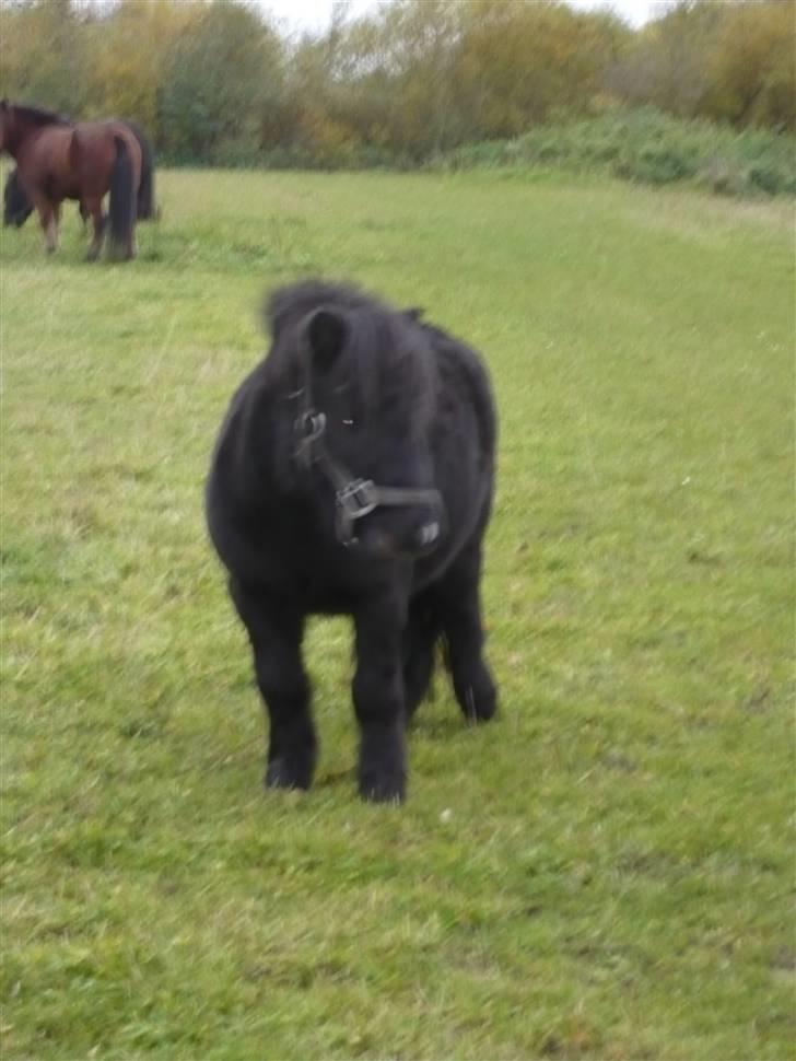 Shetlænder Rodolf billede 15