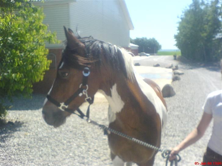 Pinto Shadow billede 20