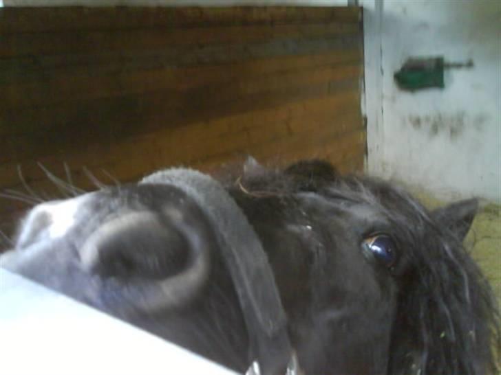 Shetlænder Rodolf billede 16