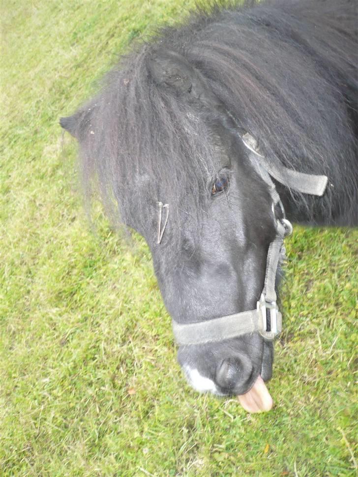 Shetlænder Rodolf billede 17